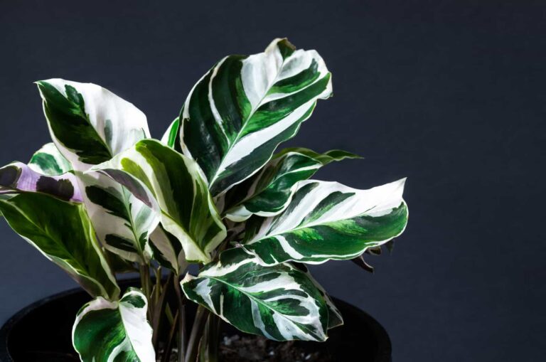 Calathea white fusion