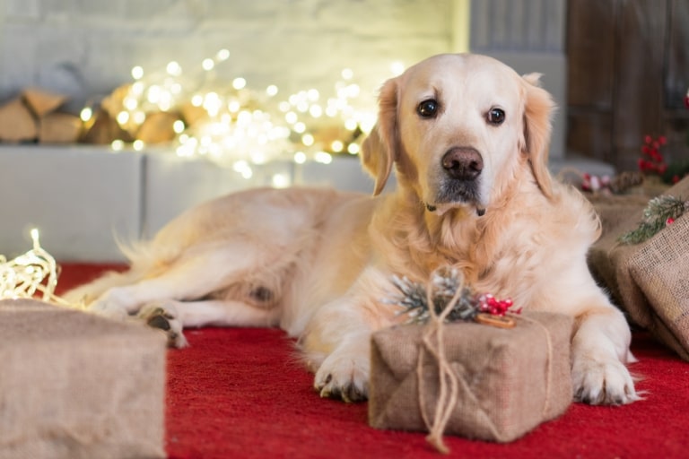 Enjoying Festive Holidays with Your Pet