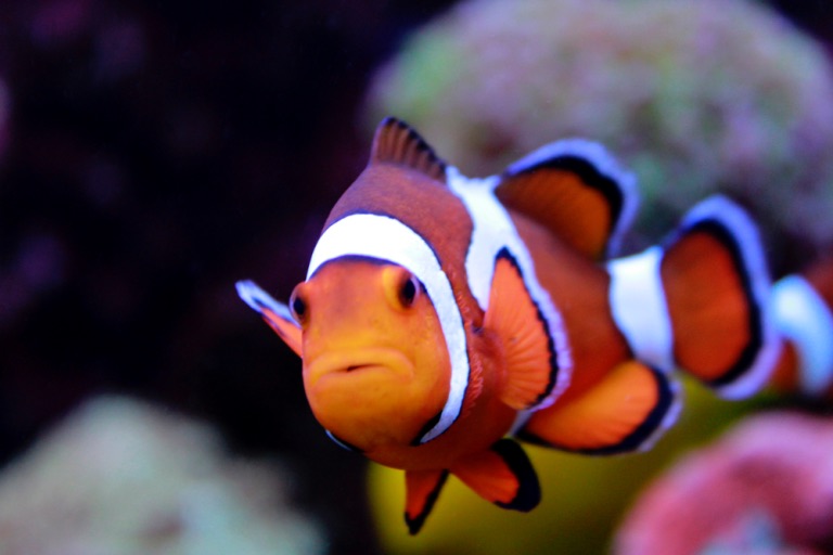 Dive into Diversity: Exploring the Different Types of Clownfish and Its Characteristics