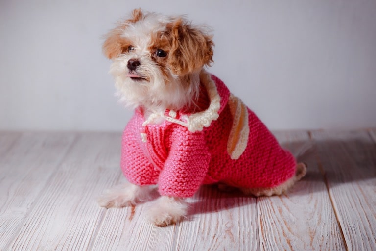 How to Choose the Perfect Apparel for Pets?