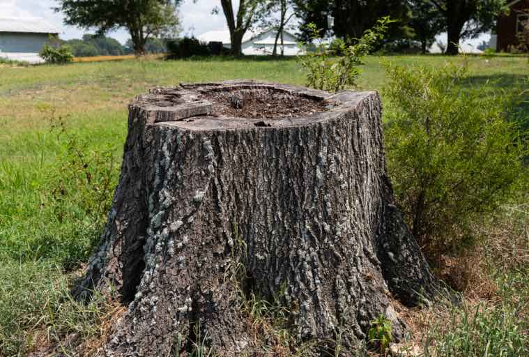 how to tell if your backyard needs stump grinding services