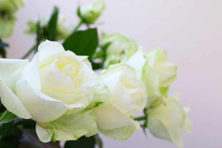 White Roses: A Tribute to Those We Remember