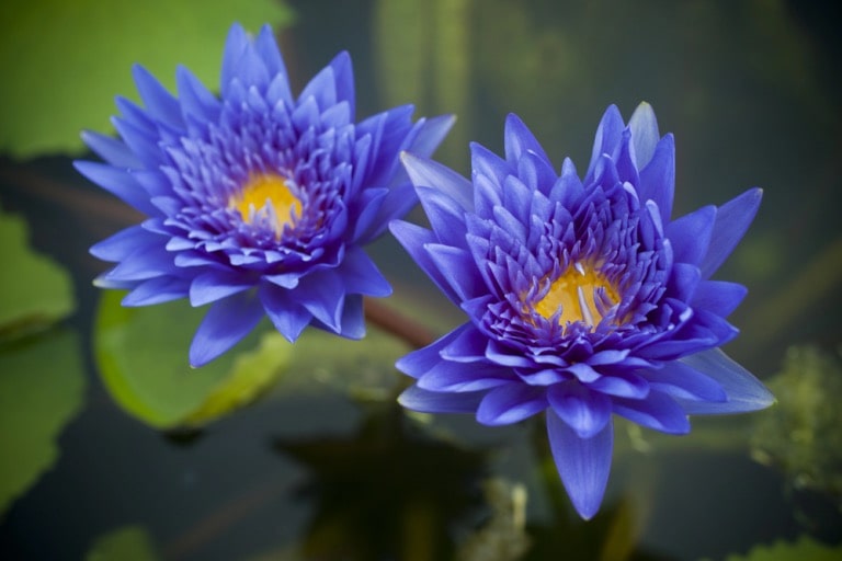 Is Blue Lotus Legal?