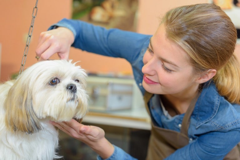 Comfort and Safety: What to Look for in a Dog Salon？