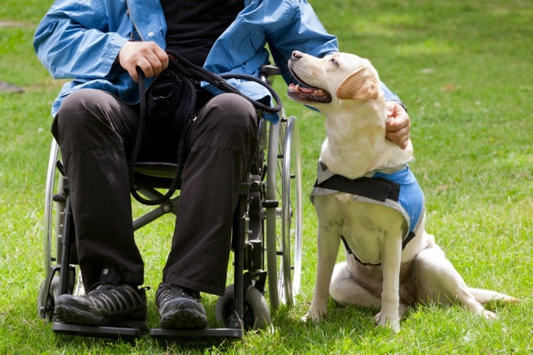 Is Pet Therapy the Missing Piece in Your Mental Health Care?